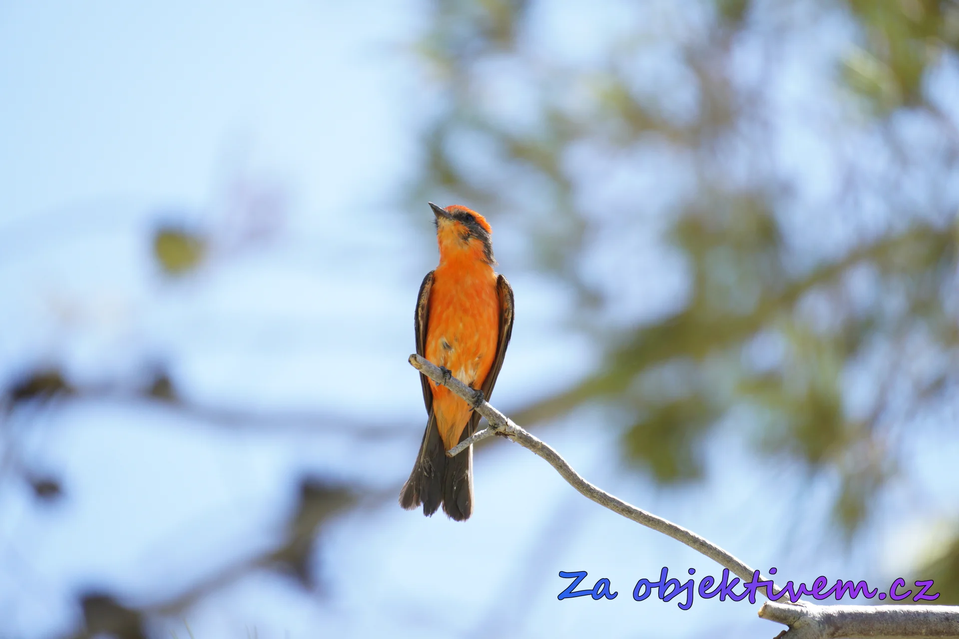 Vermilion Flycatcher